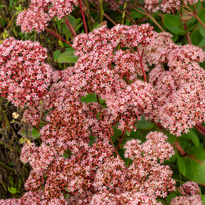 Sedum matrona - Fetthenne Matrona - Sedum - Fetthenne