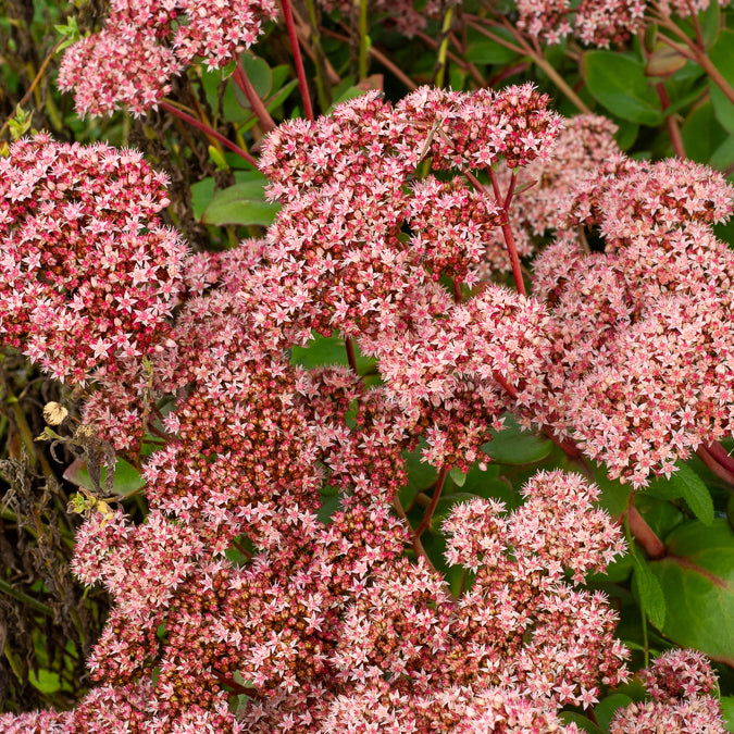 Sedum matrona - Fetthenne Matrona - Sedum - Fetthenne