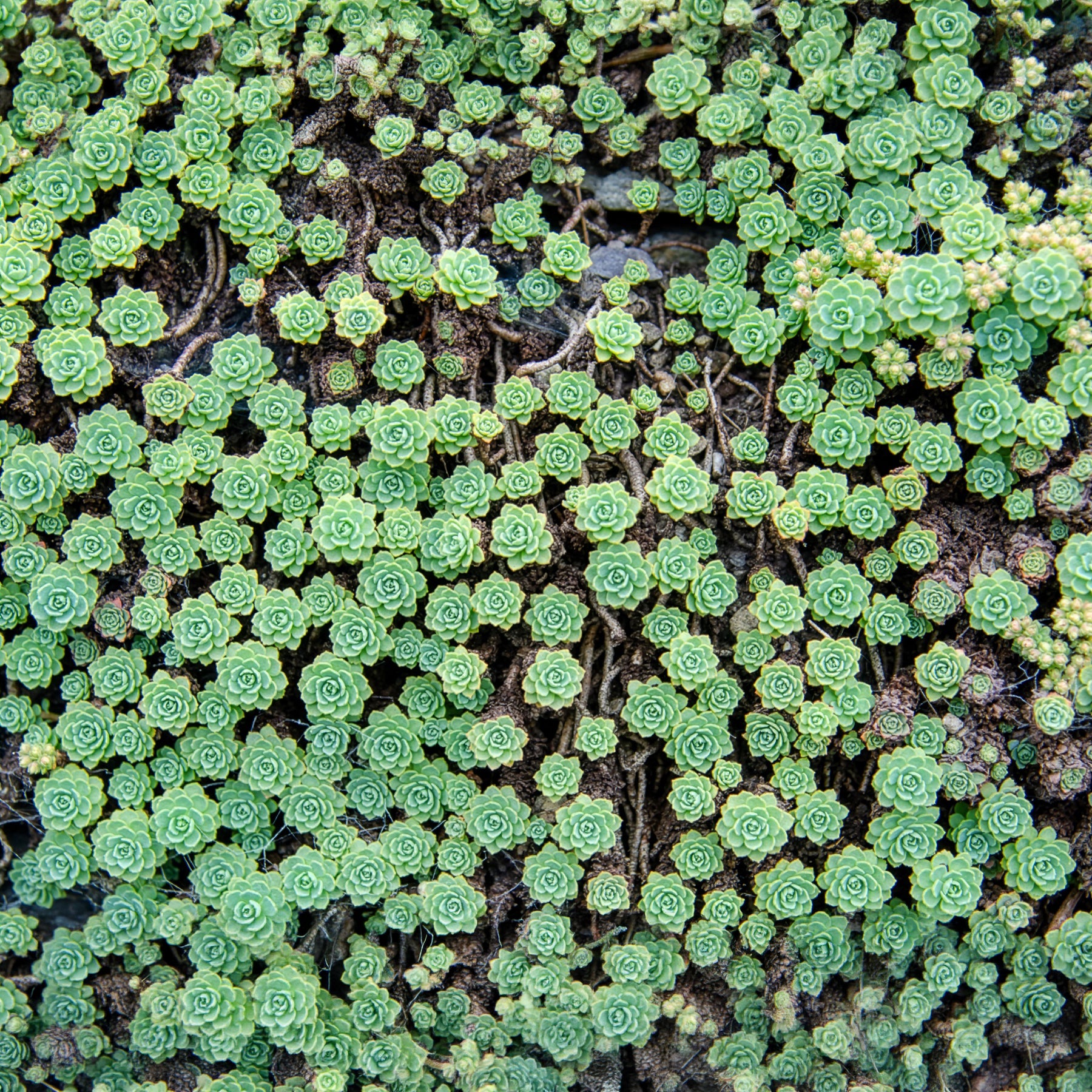 Dickrosettiges Fettblatt - Sedum pachyclados - Willemse