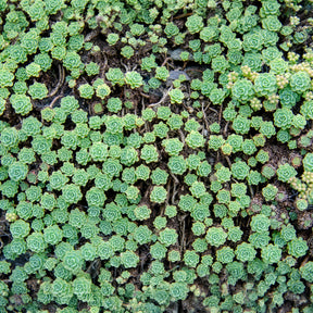 Dickrosettiges Fettblatt - Sedum pachyclados - Willemse