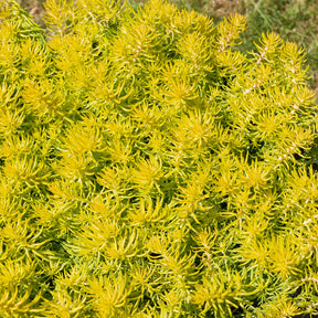 Stauden - Felsen-Fetthenne ‘Angelina’ - Sedum reflexum Angelina