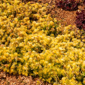 Sedum reflexum Angelina - Felsen-Fetthenne ‘Angelina’ - Stauden