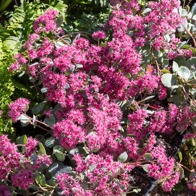 Siebolds Fettblatt - Sedum sieboldii - Willemse