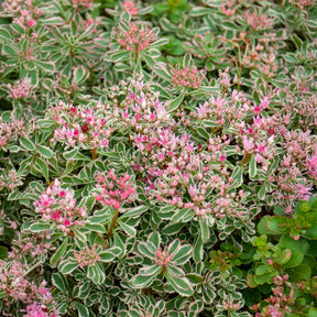 Teppich-Fettblatt Variegatum - Sedum spurium Variegatum - Willemse