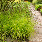 Verkauf Segge ‘Aurea’ - Carex elata aurea