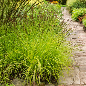 Verkauf Segge ‘Aurea’ - Carex elata aurea