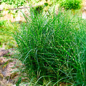 Chinaschilf Strictus - Willemse