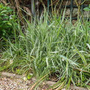 Buntes Rohrglanzgras 'Picta' - Phalaris arundinacea Picta - Willemse