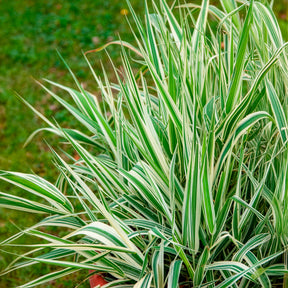 Phalaris arundinacea Picta - Buntes Rohrglanzgras 'Picta' - Schilfe