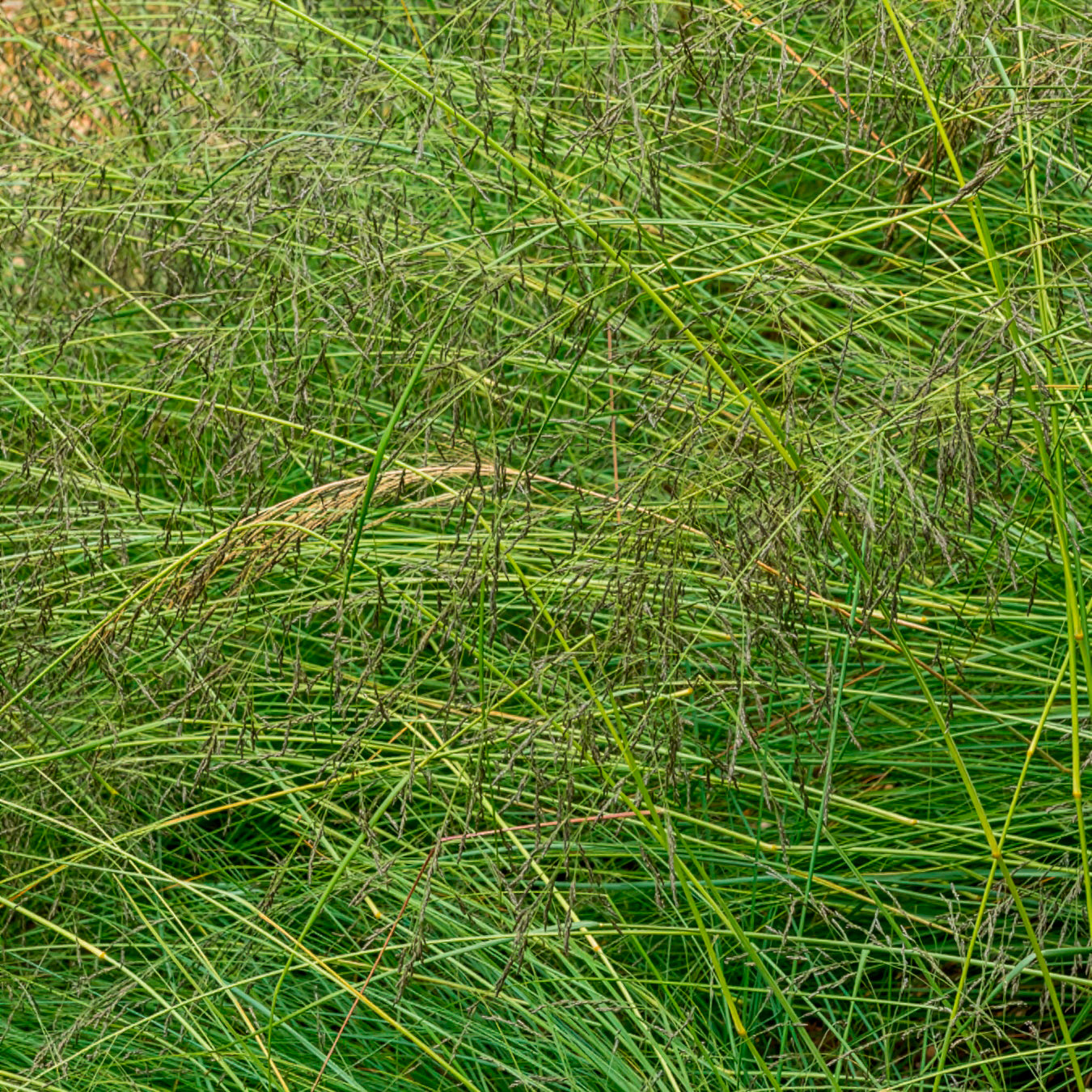 Prärie-Tropfengras - Sporobolus heterolepis - Willemse