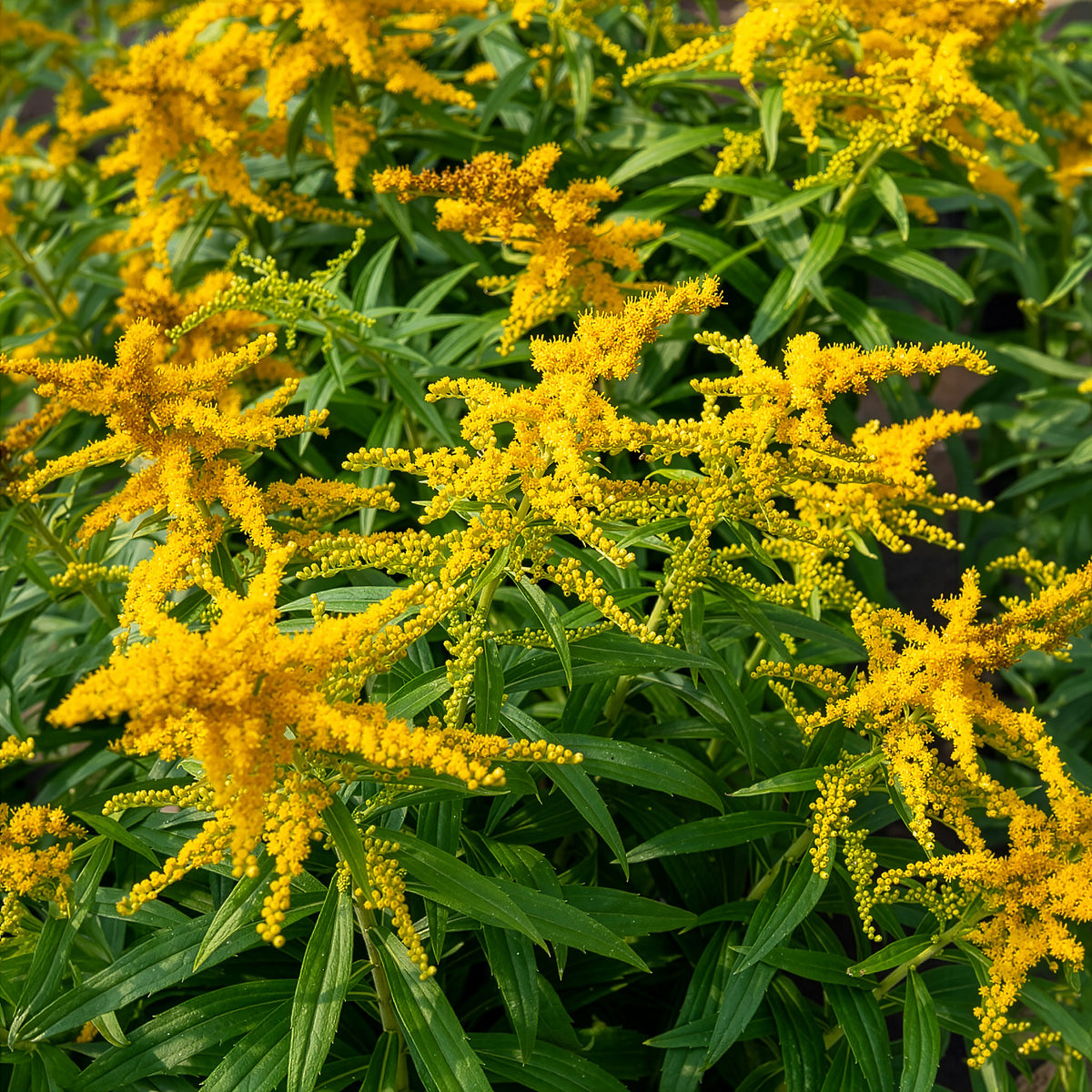 Solidago Golden Dwarf - Goldrute Golden Dwarf - Solidago - Goldrute