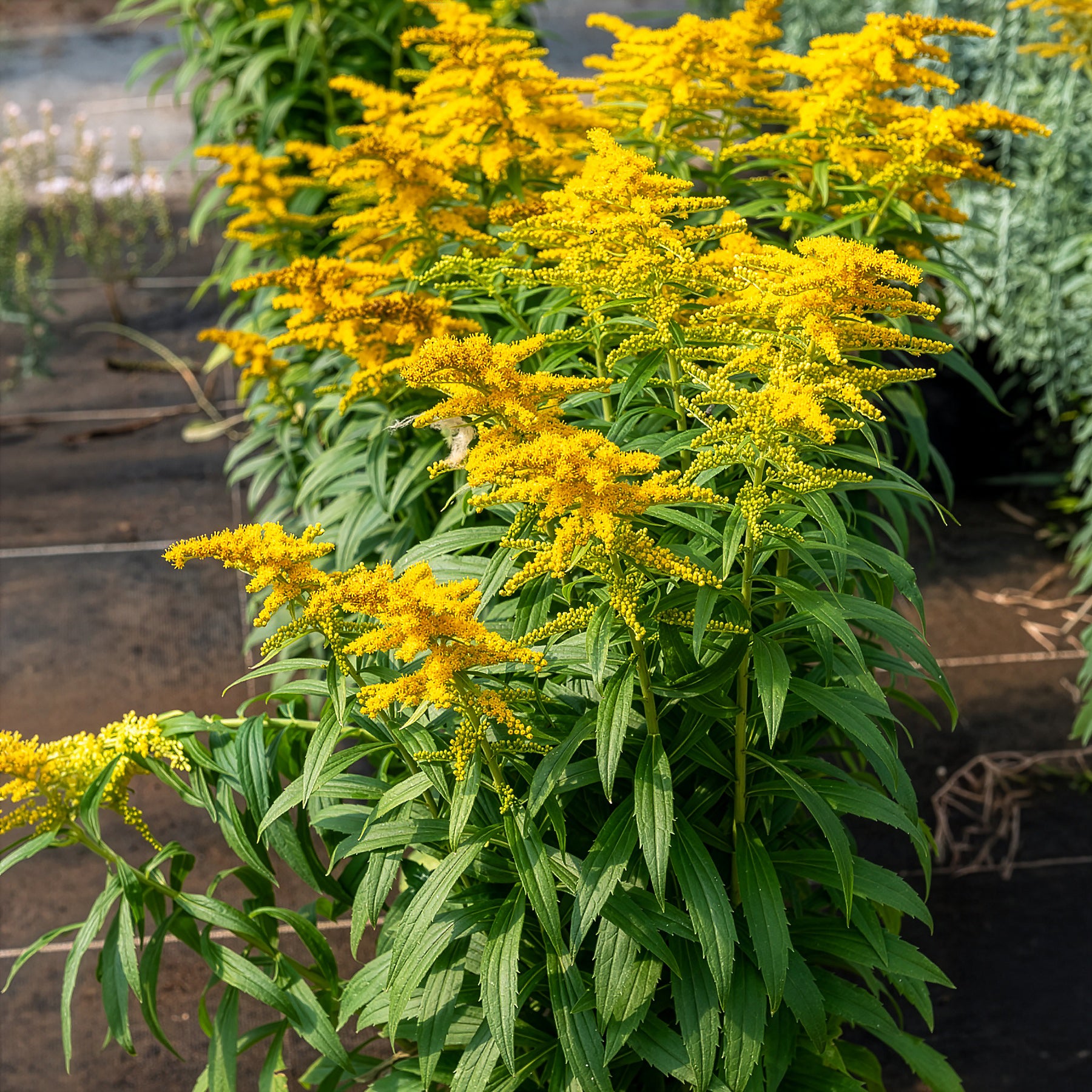 Goldrute Golden Dwarf - Solidago Golden Dwarf - Willemse