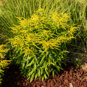Goldrute Golden Dwarf - Willemse