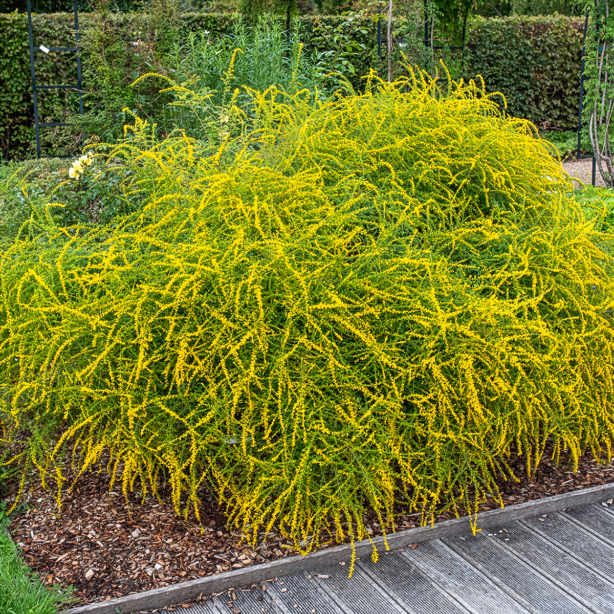 Goldrute Fireworks - Willemse