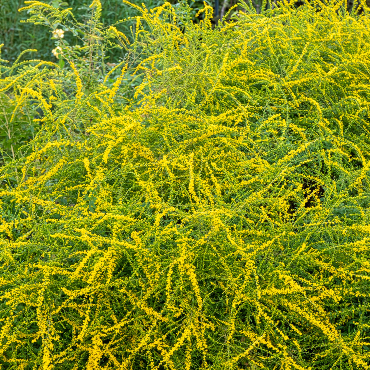 Goldrute Fireworks - Solidago rugosa Fireworks - Willemse