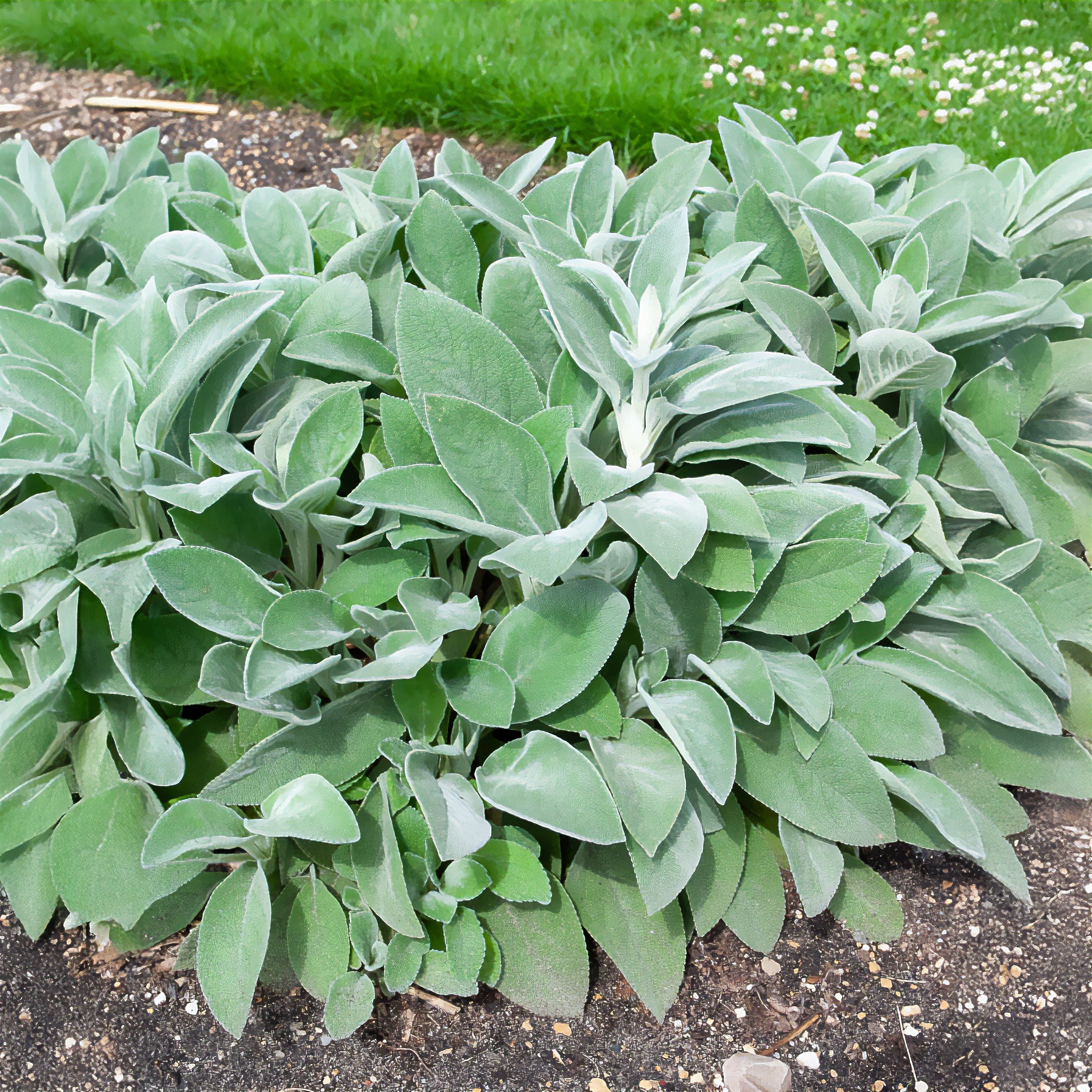 Wollziest Cotton Boll - Willemse