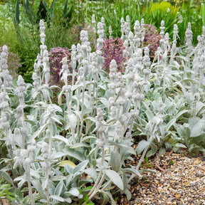 Stauden - Wollziest Cotton Boll - Stachys byzantina Cotton Boll