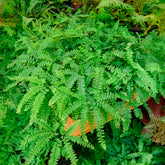 Pfauenrad-Frauenhaarfarn - Adiantum pedatum - Willemse