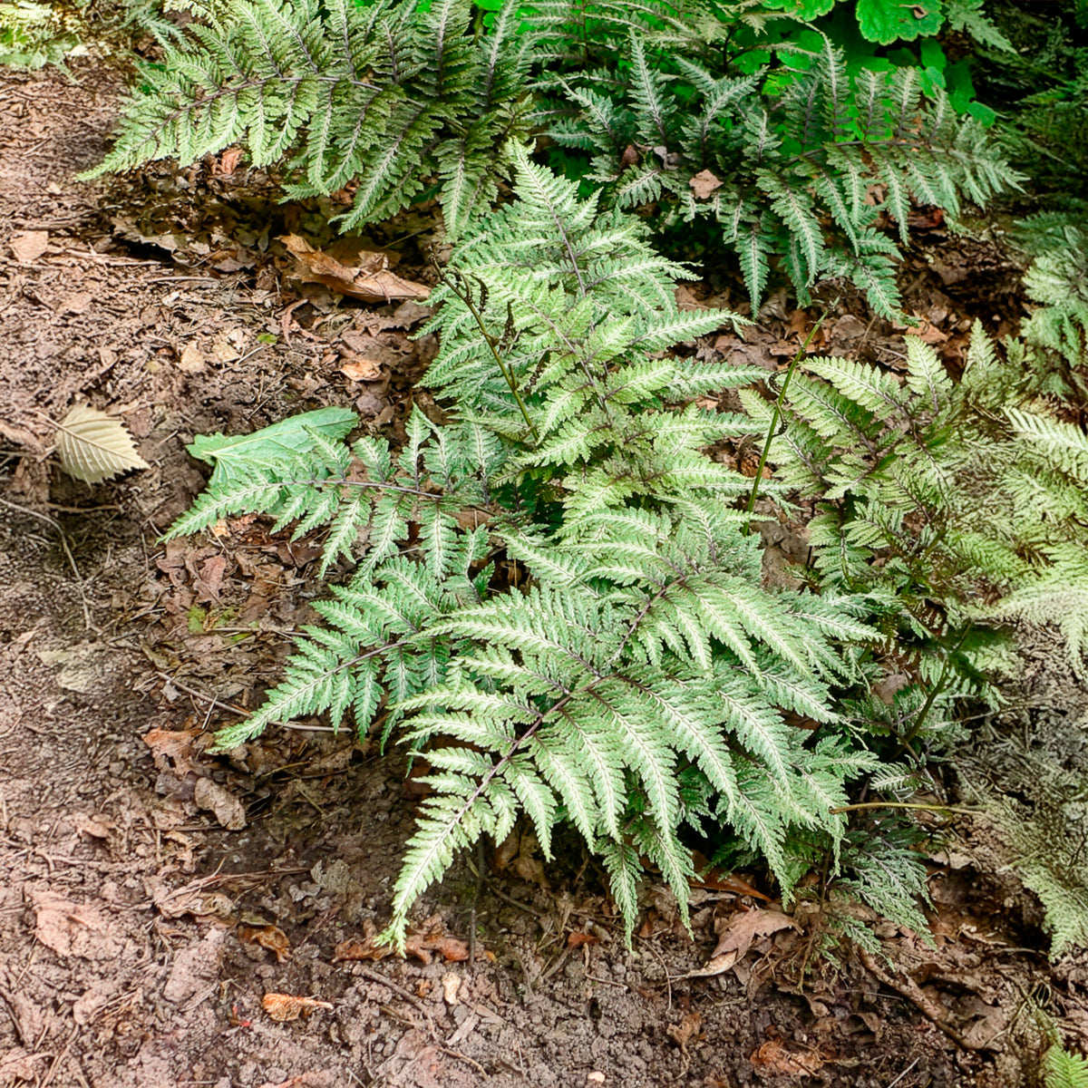 Verkauf Japanischer Regenbogenfarn Metallicum