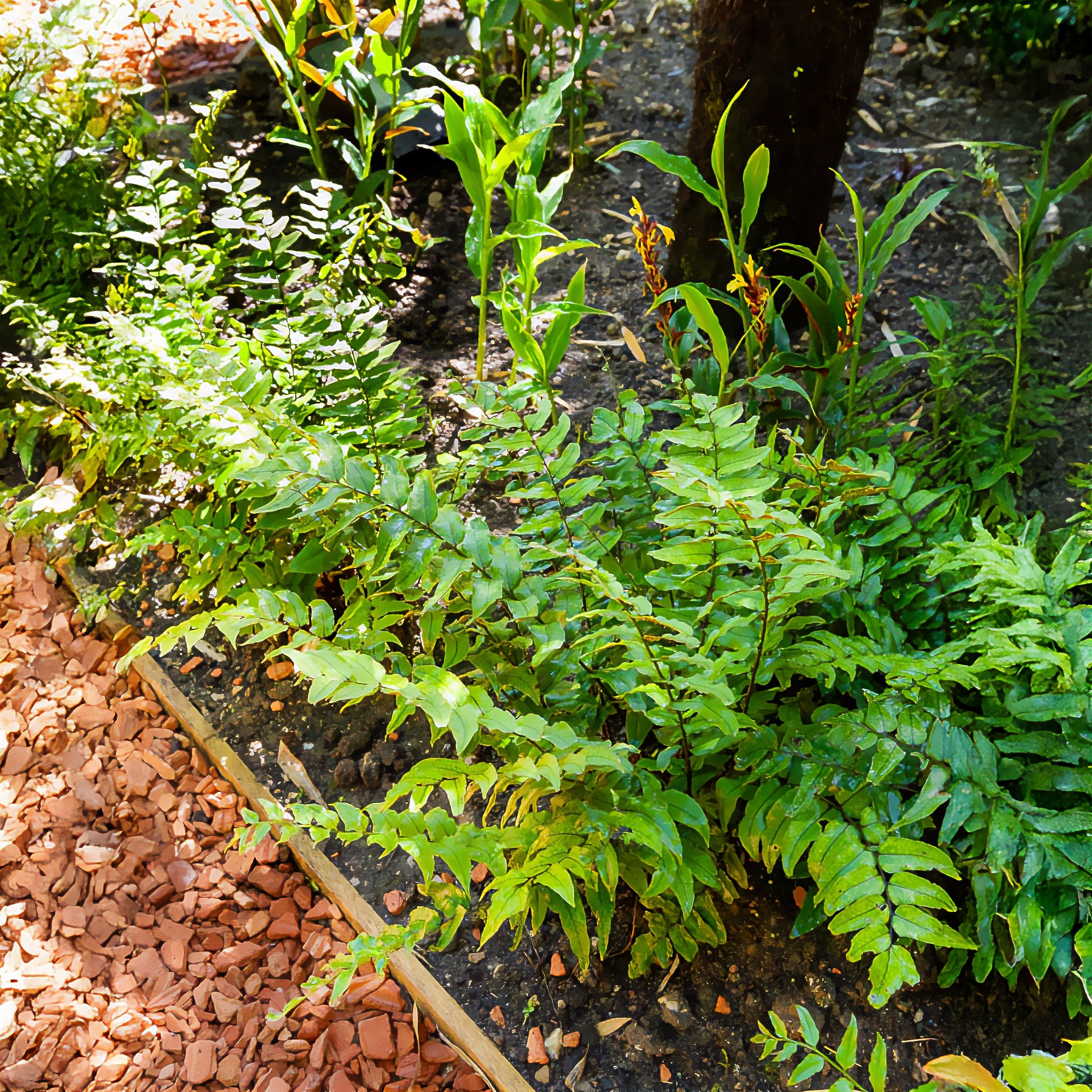 Bogen-Sichelfarn - Willemse