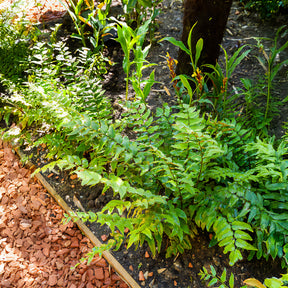 Bogen-Sichelfarn - Willemse