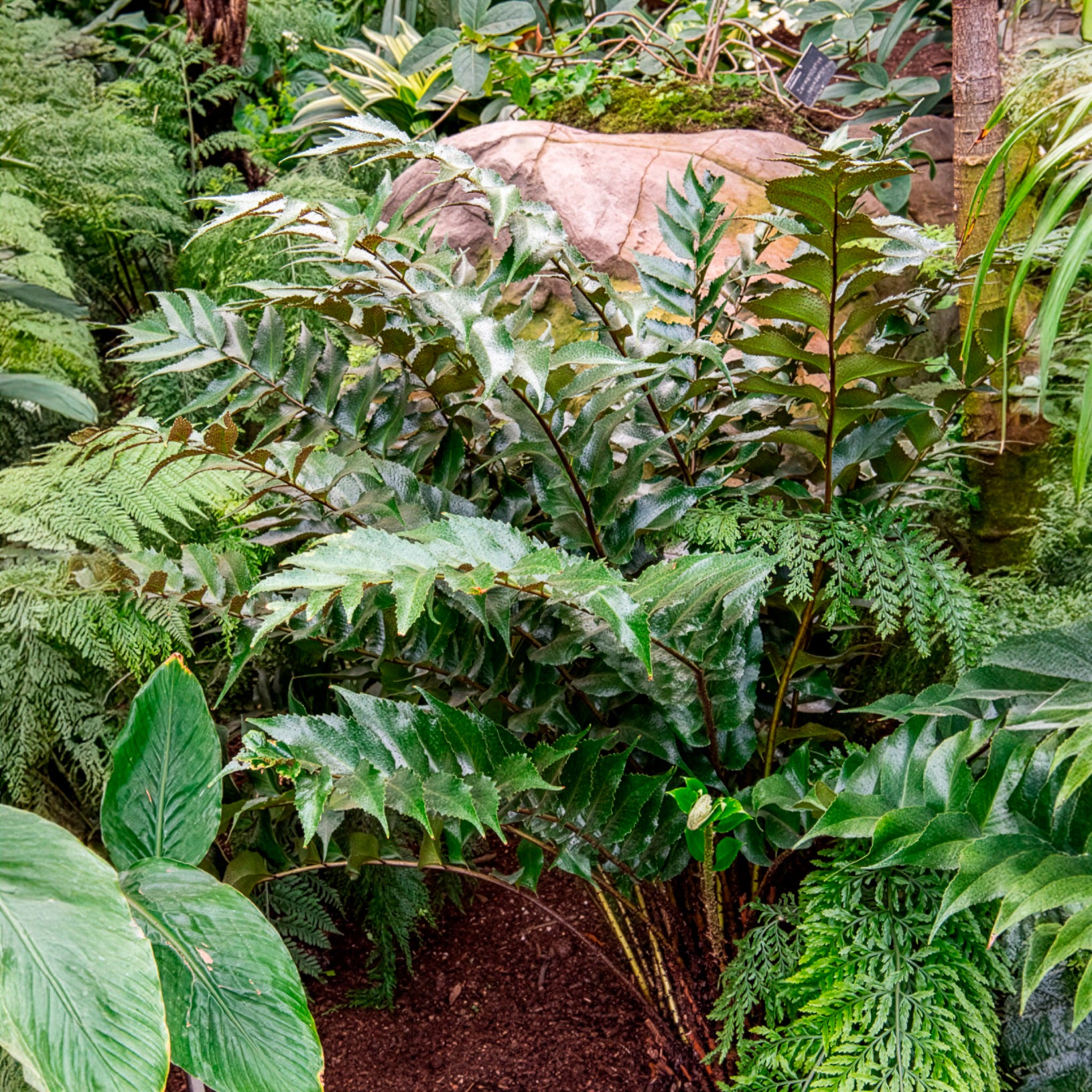 Stauden - Bogen-Sichelfarn - Cyrtomium falcatum