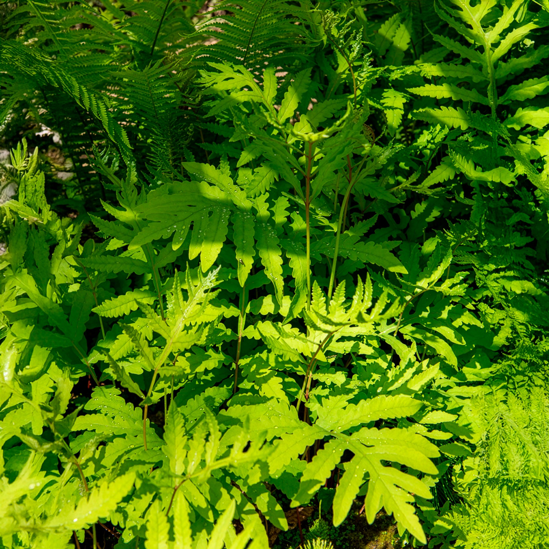 Perlfarn (Onoclea sensibilis) - Onoclea sensibilis - Willemse