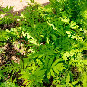 Onoclea sensibilis - Perlfarn (Onoclea sensibilis) - Farne