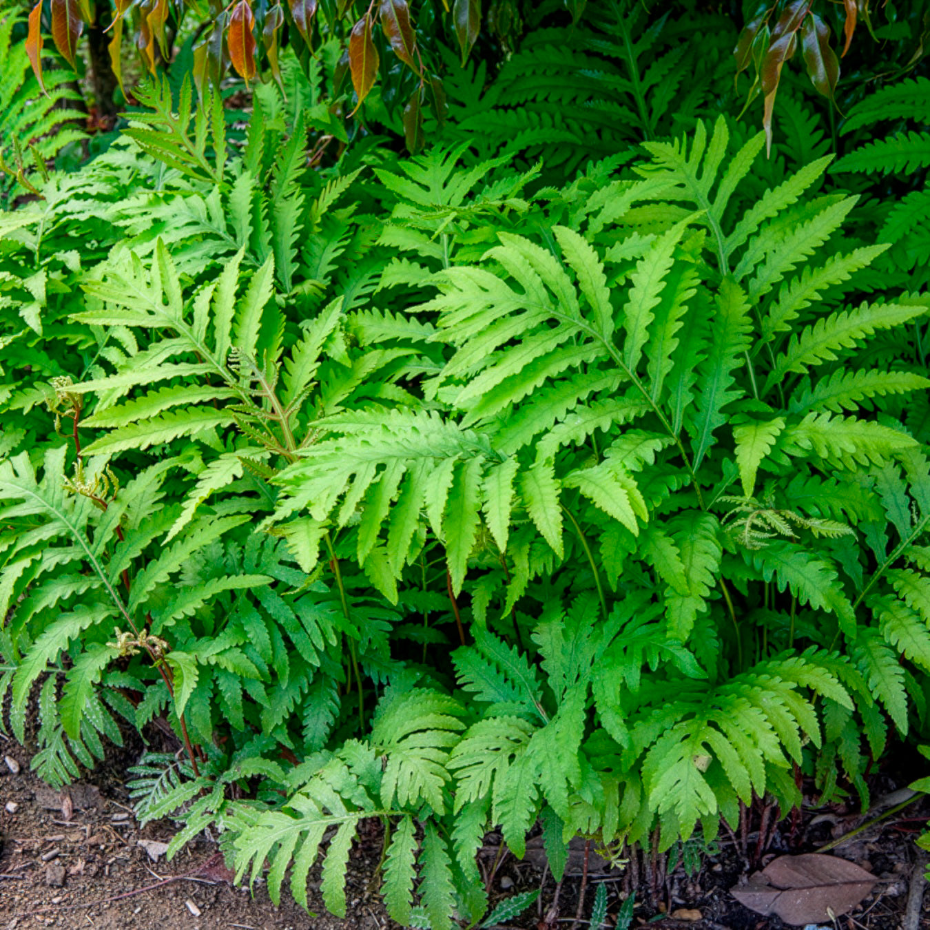 Farne - Perlfarn (Onoclea sensibilis) - Onoclea sensibilis