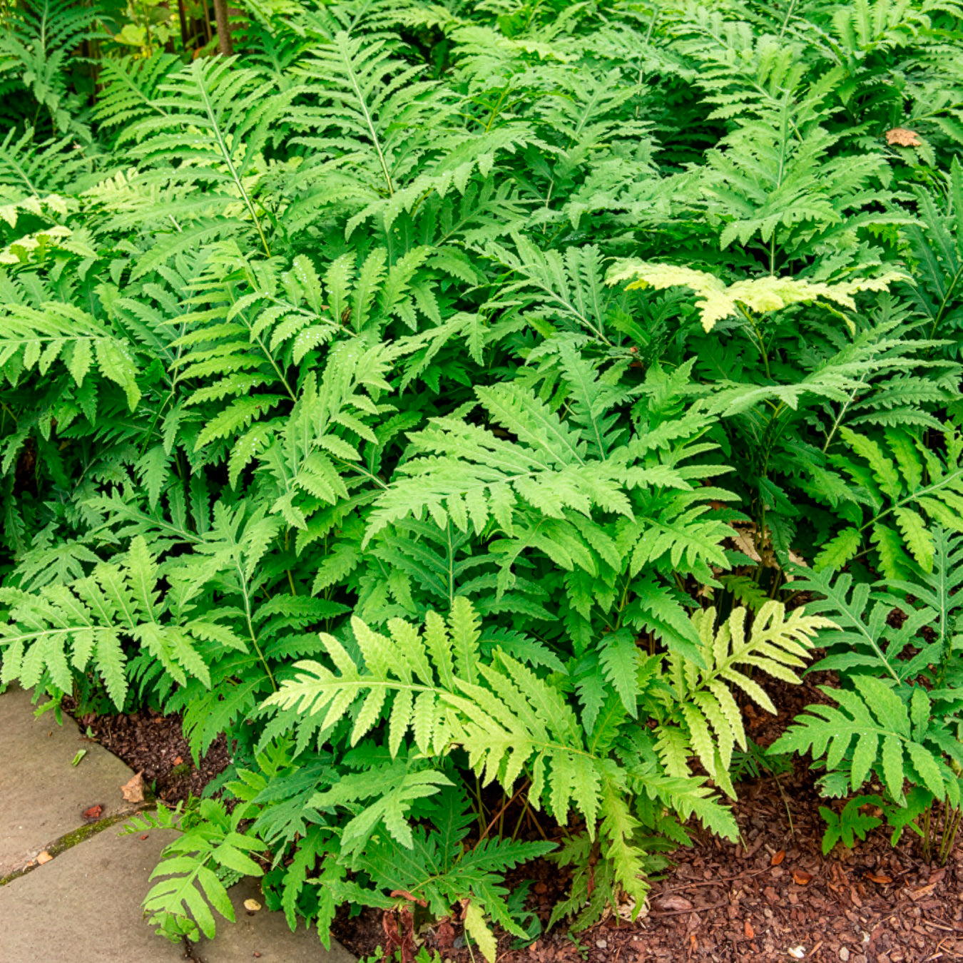 Verkauf Perlfarn (Onoclea sensibilis) - Onoclea sensibilis