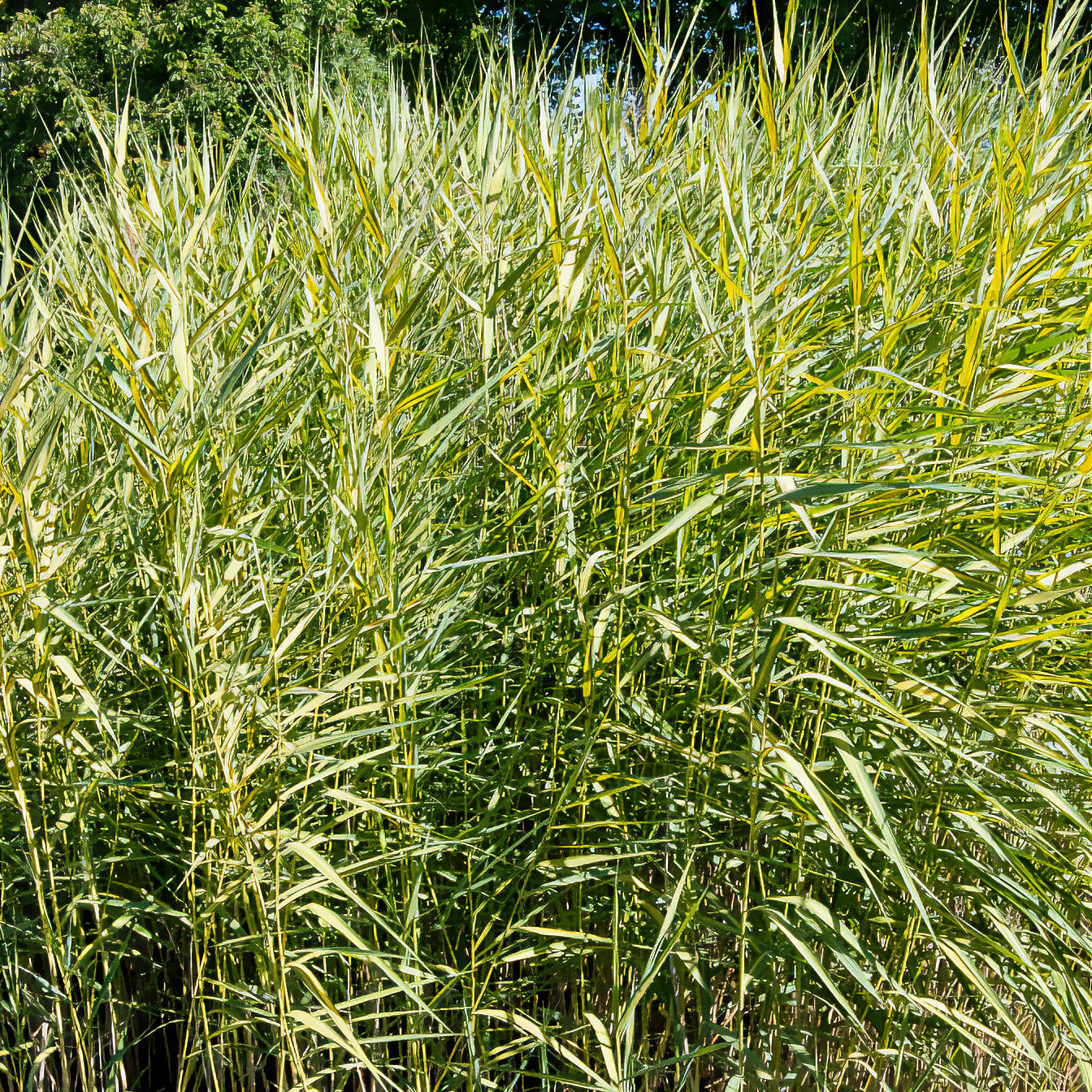 Phragmites australis Variegatus - Willemse