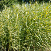 Gelbbuntes Schilf - Willemse