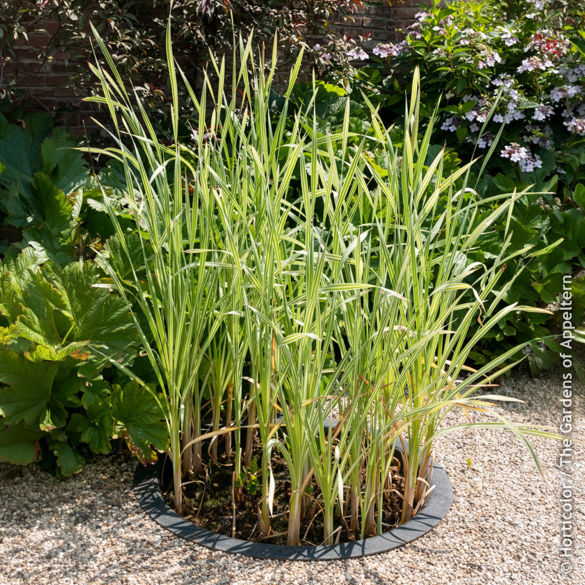 Rohrkolben Variegata - Willemse