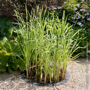 Rohrkolben Variegata