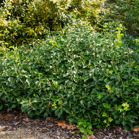 Strauch-Efeu - Willemse