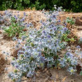 Stranddistel - Eryngium maritimum - Willemse