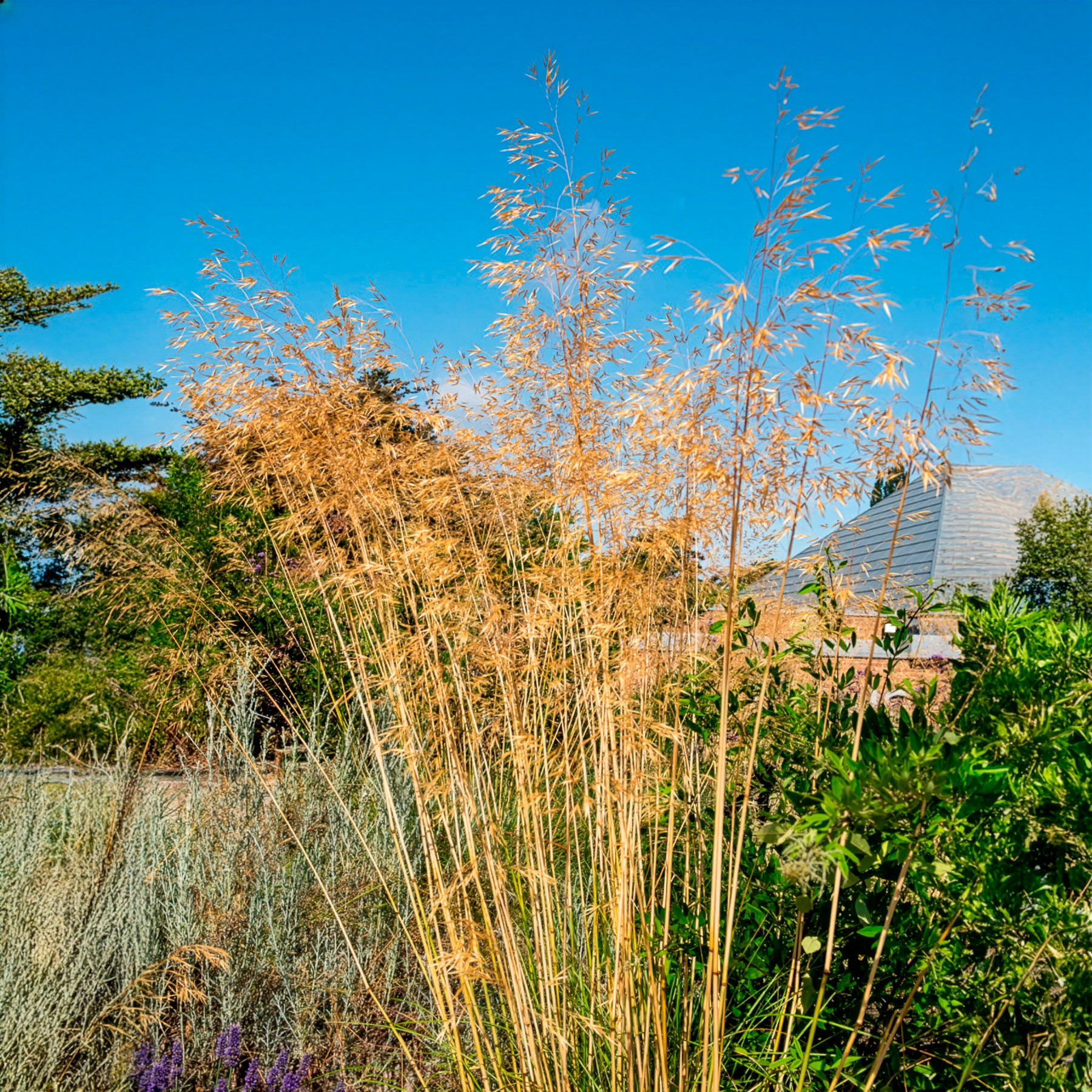 Riesen-Federgras (Stipa gigantea) - Stipa - Willemse