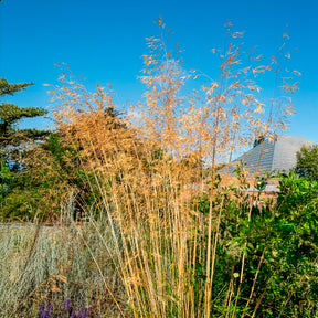 Riesen-Federgras (Stipa gigantea) - Stipa - Willemse