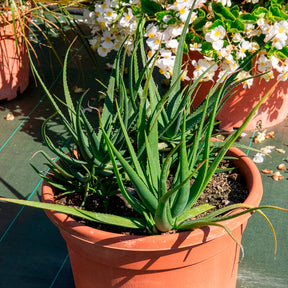 Aloe x safari Sunrise ® - Aloe Safari Sunrise - Agave