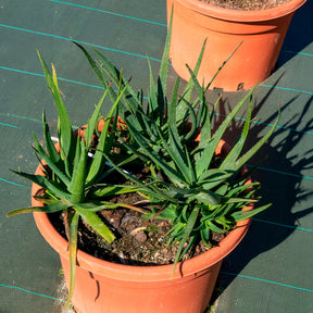 Aloe Safari Sunrise - Willemse