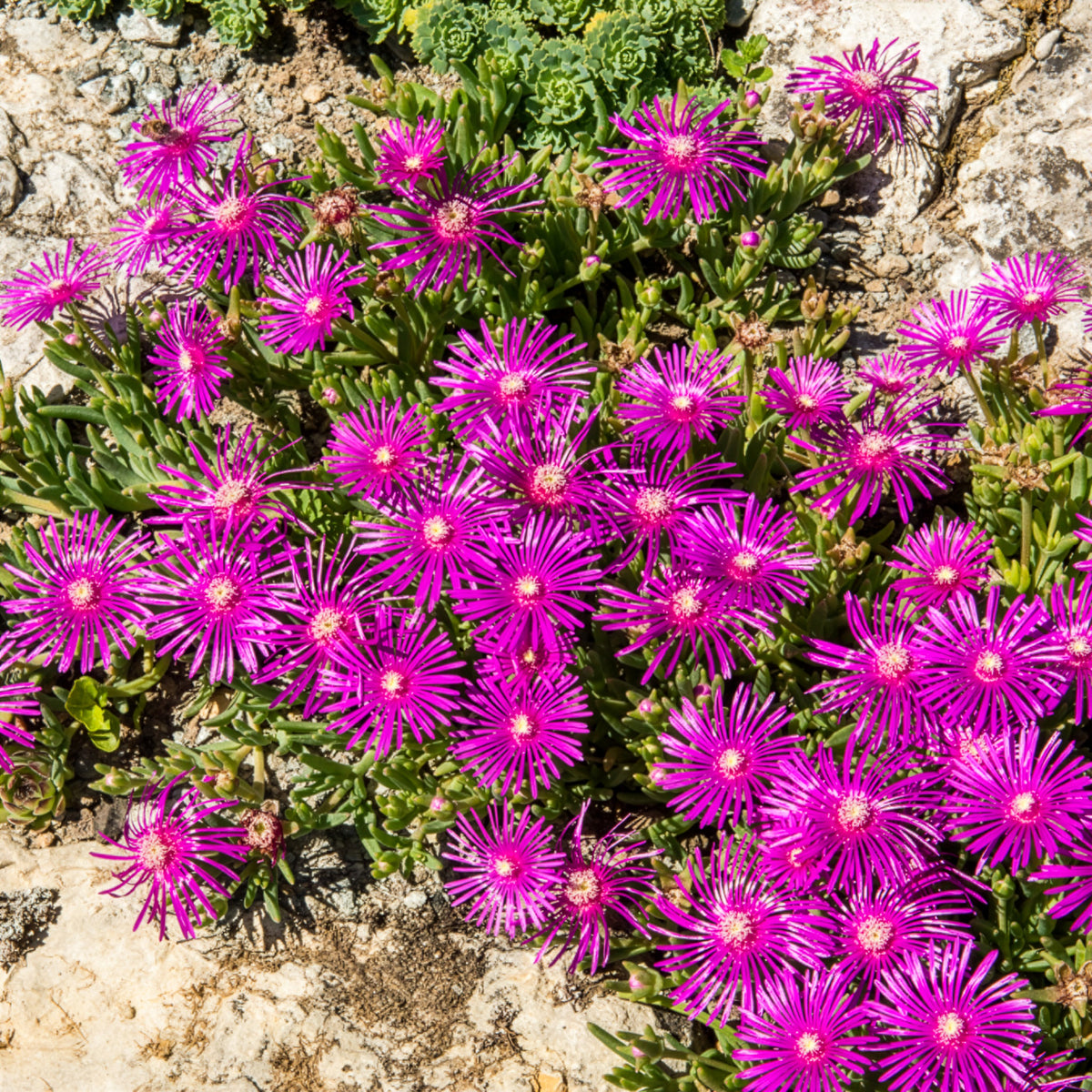 Mehrjährige Bodendecker - Stauden Mittagsblume - Delosperma cooperi