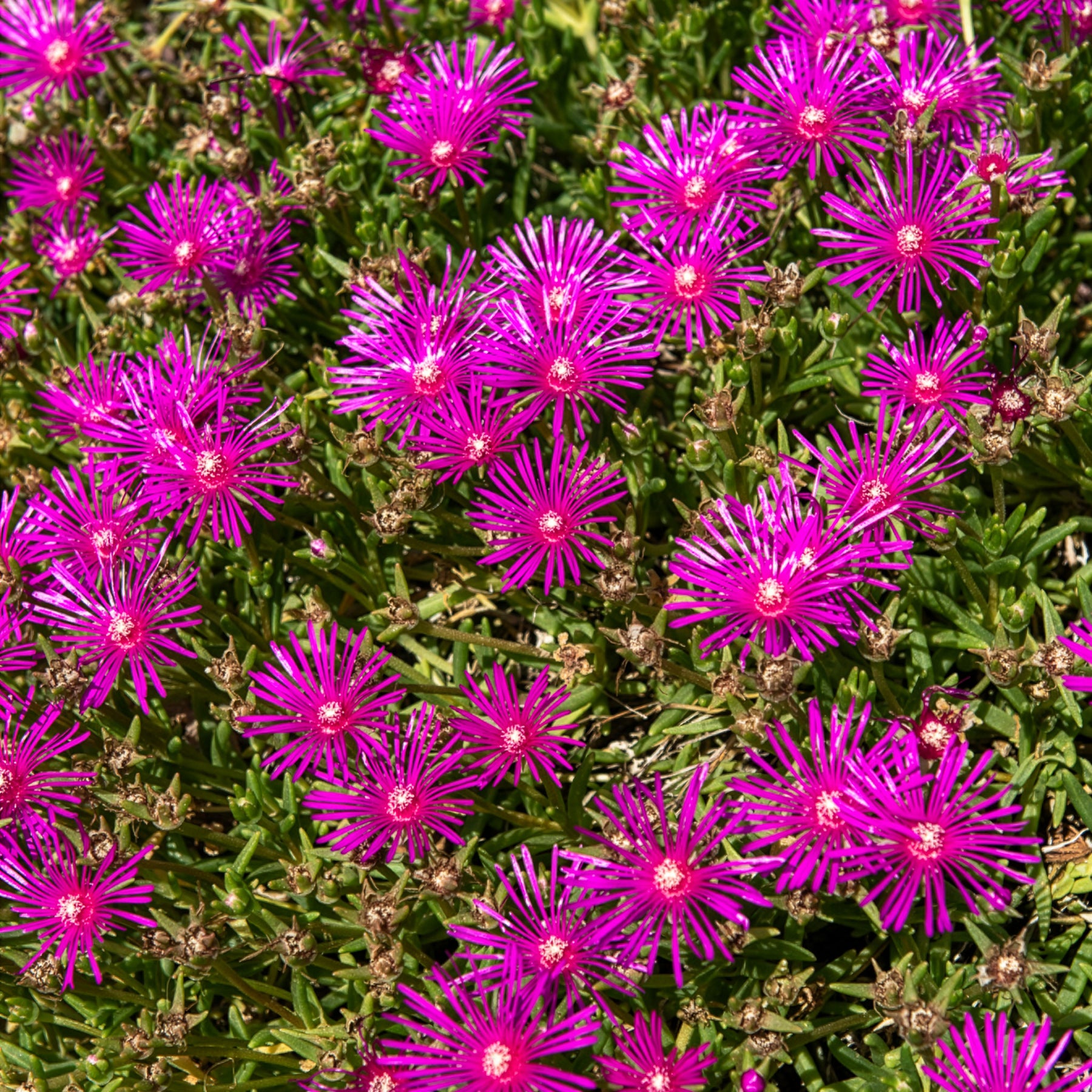 Stauden Mittagsblume - Delosperma cooperi - Willemse
