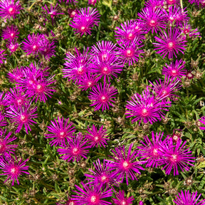 Stauden Mittagsblume - Delosperma cooperi - Willemse