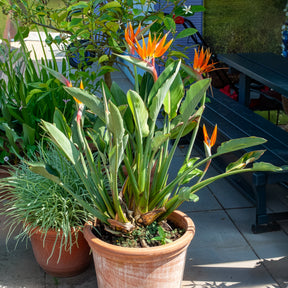 Verkauf Paradiesvogelblume Strelitzia - Strelitzia reginae