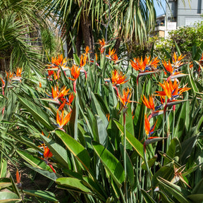 Verkauf Paradiesvogelblume Strelitzia - Strelitzia reginae - Paradiesvogelblume