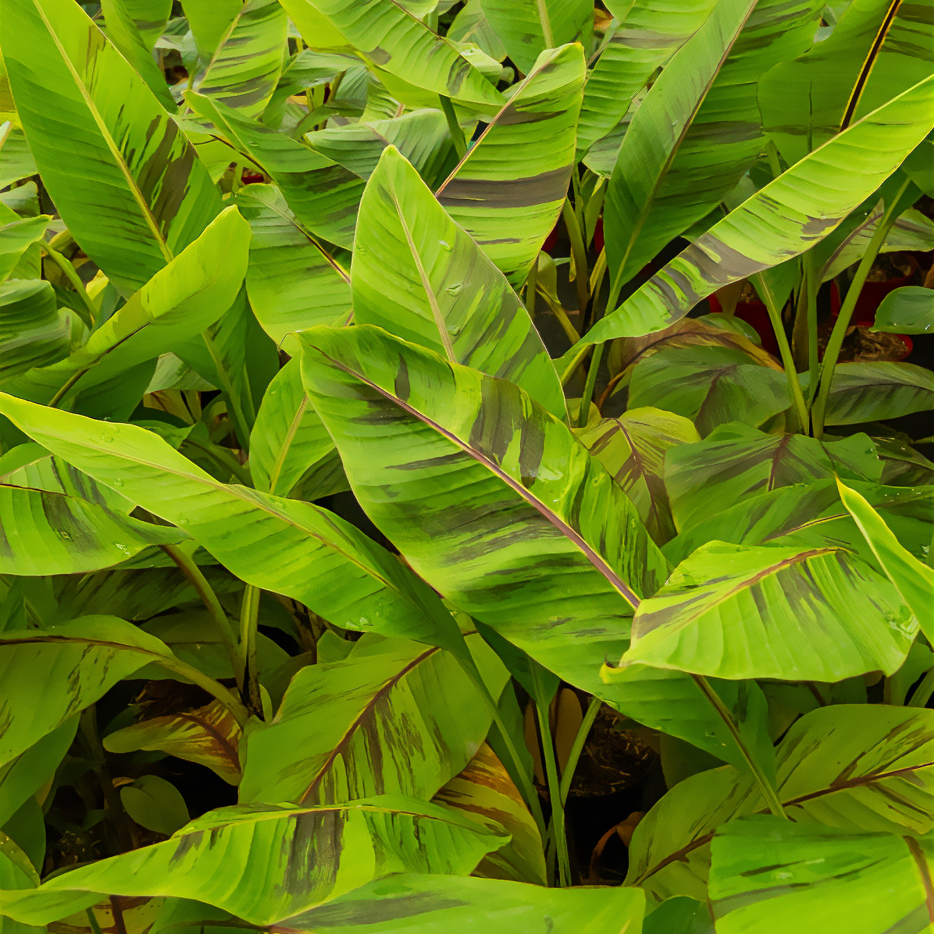 Japanische Bananenpflanze Ever Red - Musa sikkimmensis Ever Red - Willemse