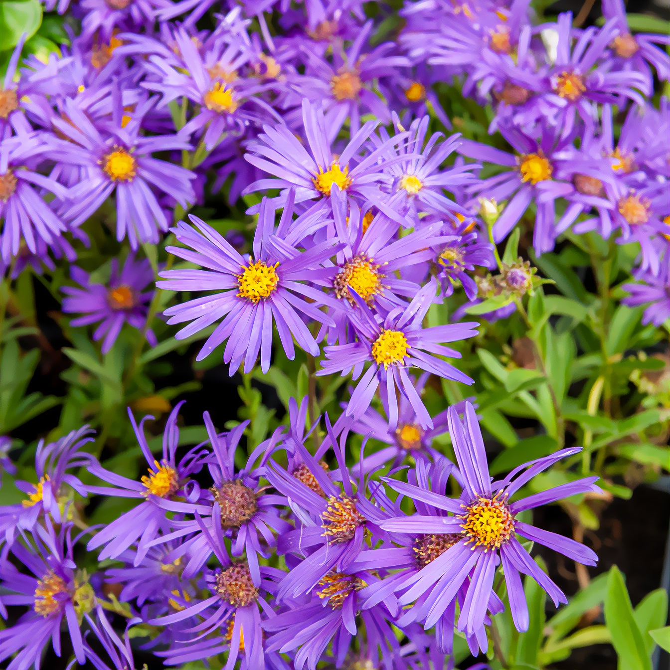 Sommer-Aster 'Veilchenkönigin' - Aster amellus veilchenkönigin - Willemse