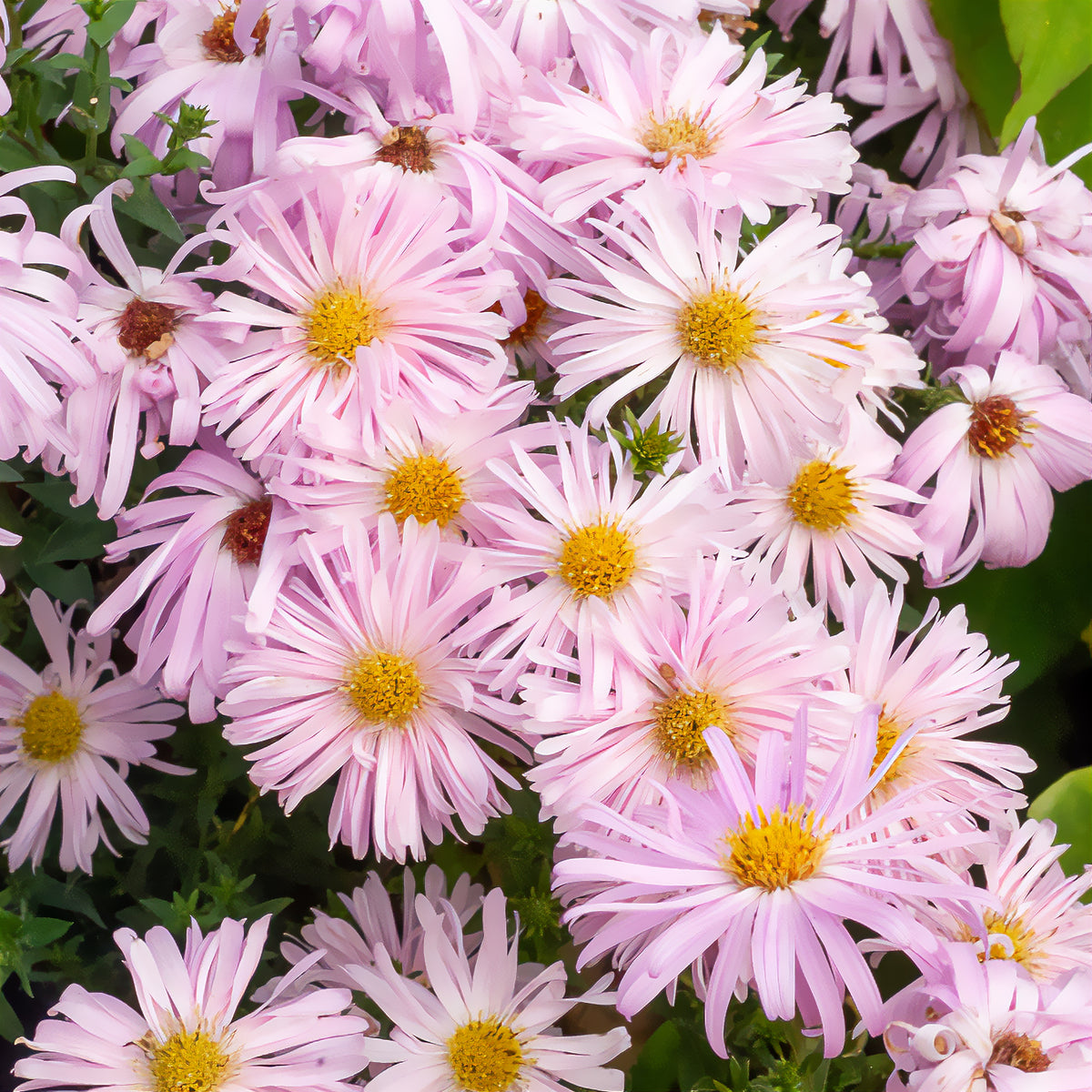Glattblatt-Aster 'Fellowship' - Willemse