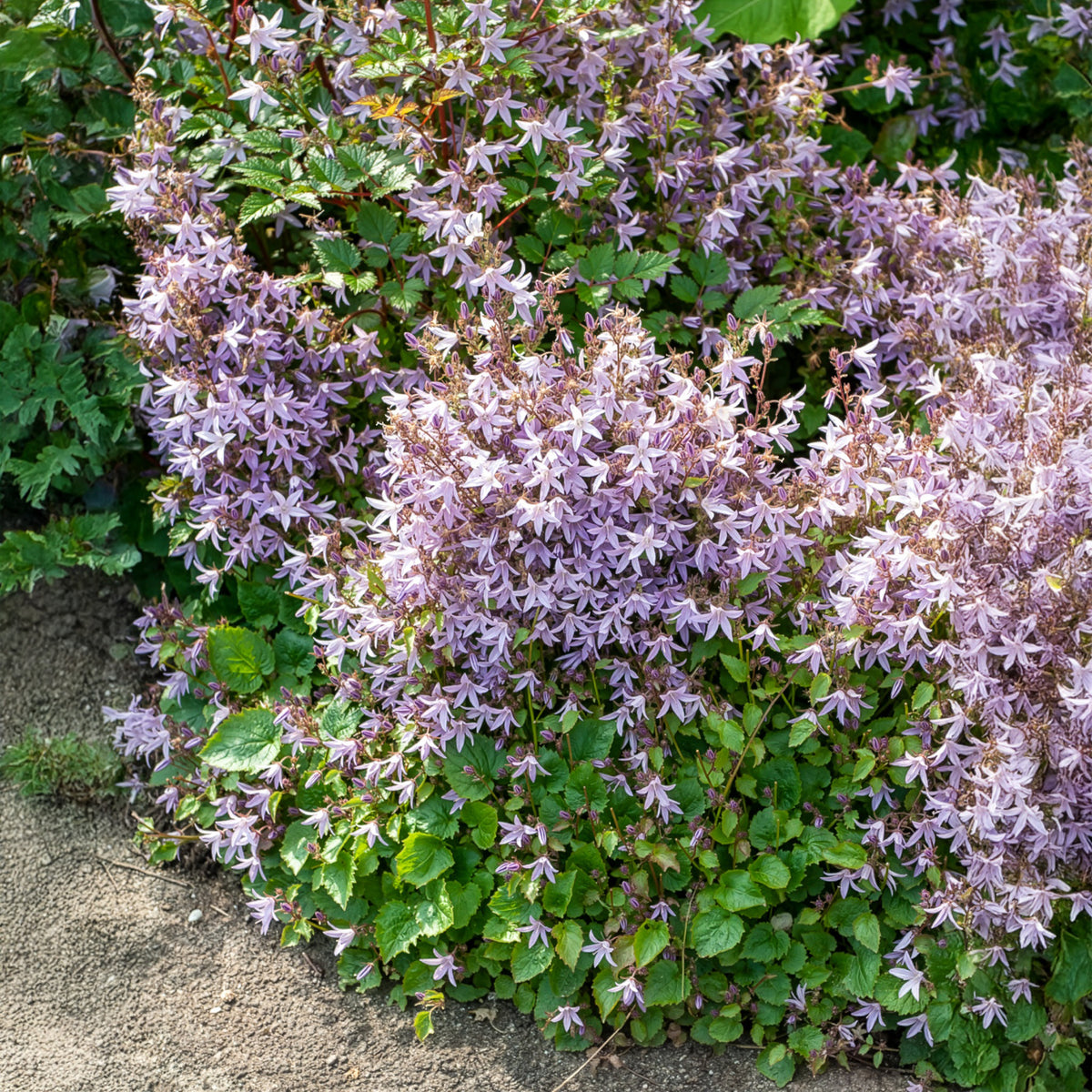 Hängepolster-Glockenblume Lisduggan - Campanula poscharskyana Lisduggan Variety - Willemse