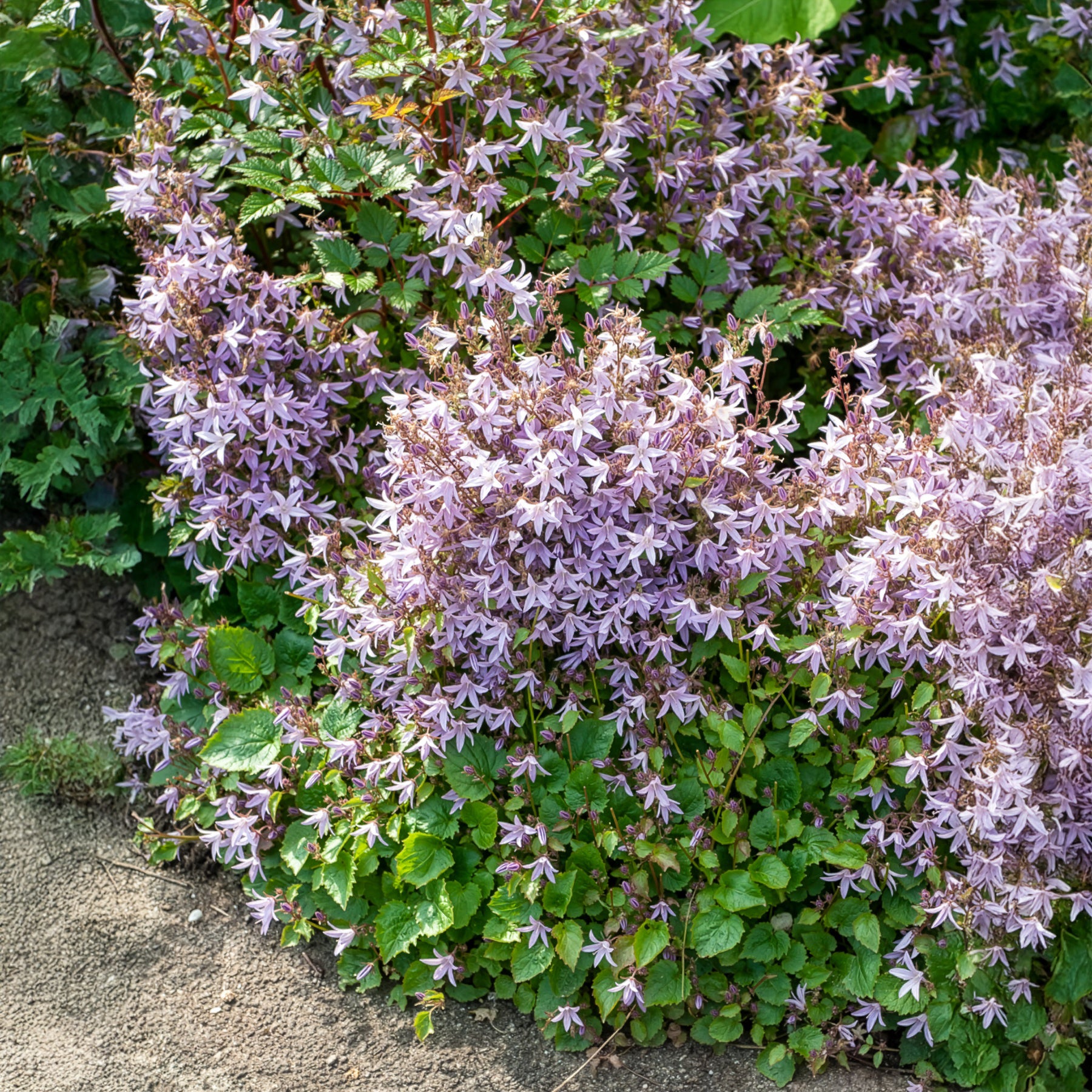 Hängepolster-Glockenblume Lisduggan - Campanula poscharskyana Lisduggan Variety - Willemse